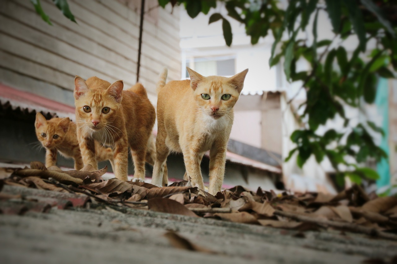 cat walk three free photo