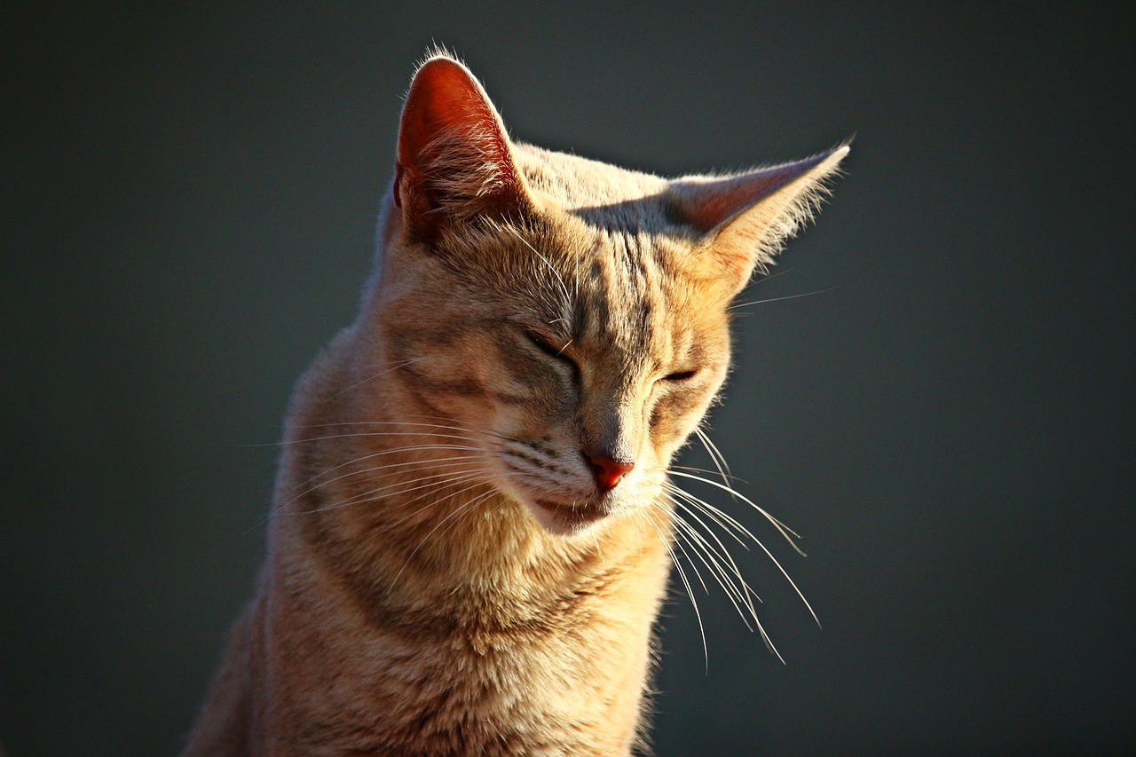 cat kitten mieze free photo