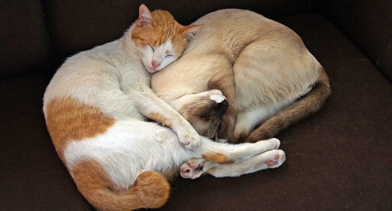 cat sleeping together free photo