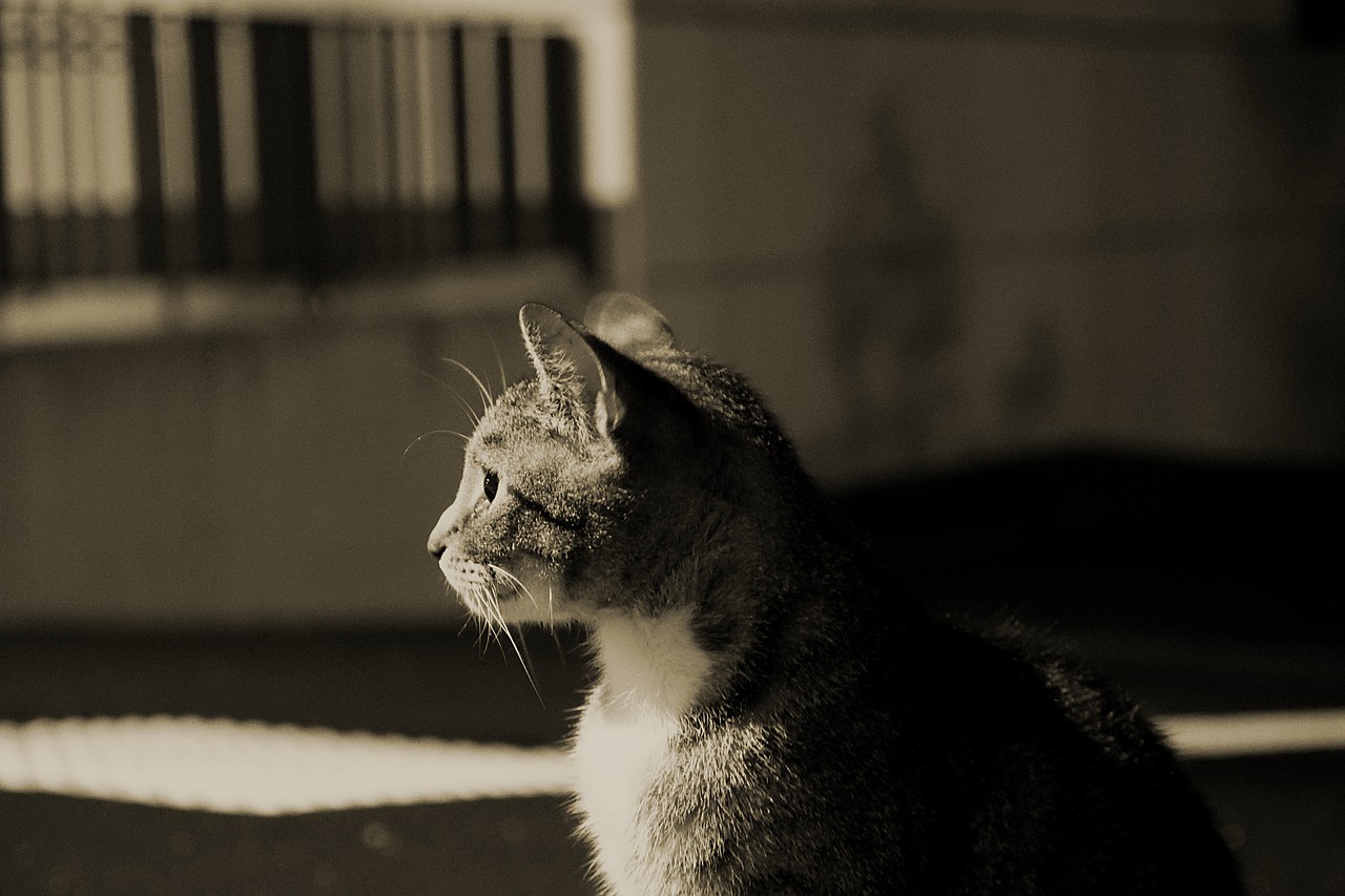 cat night dark free photo