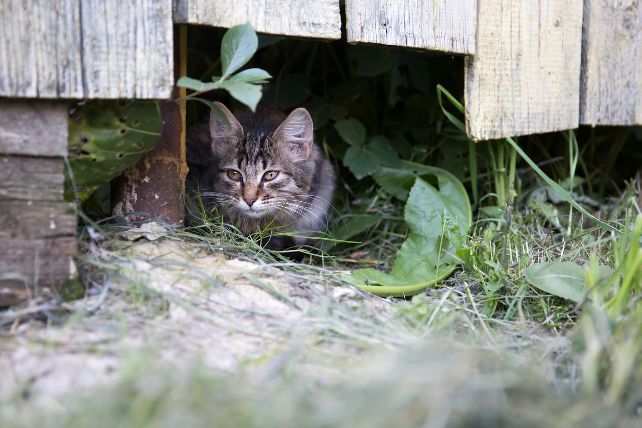 cat fence summer free photo