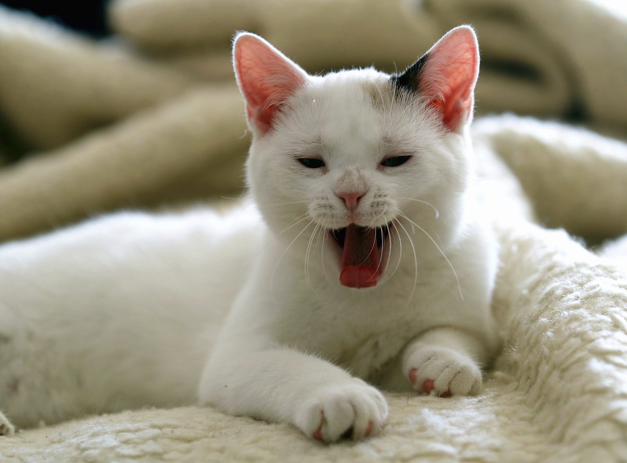 cat white cat domestic cat free photo