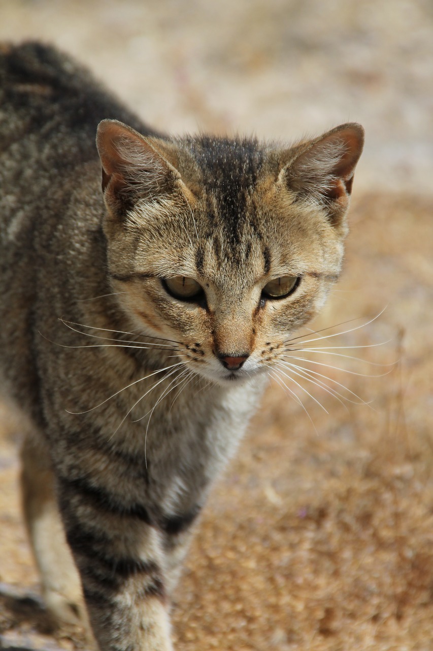 cat pardo animals free photo