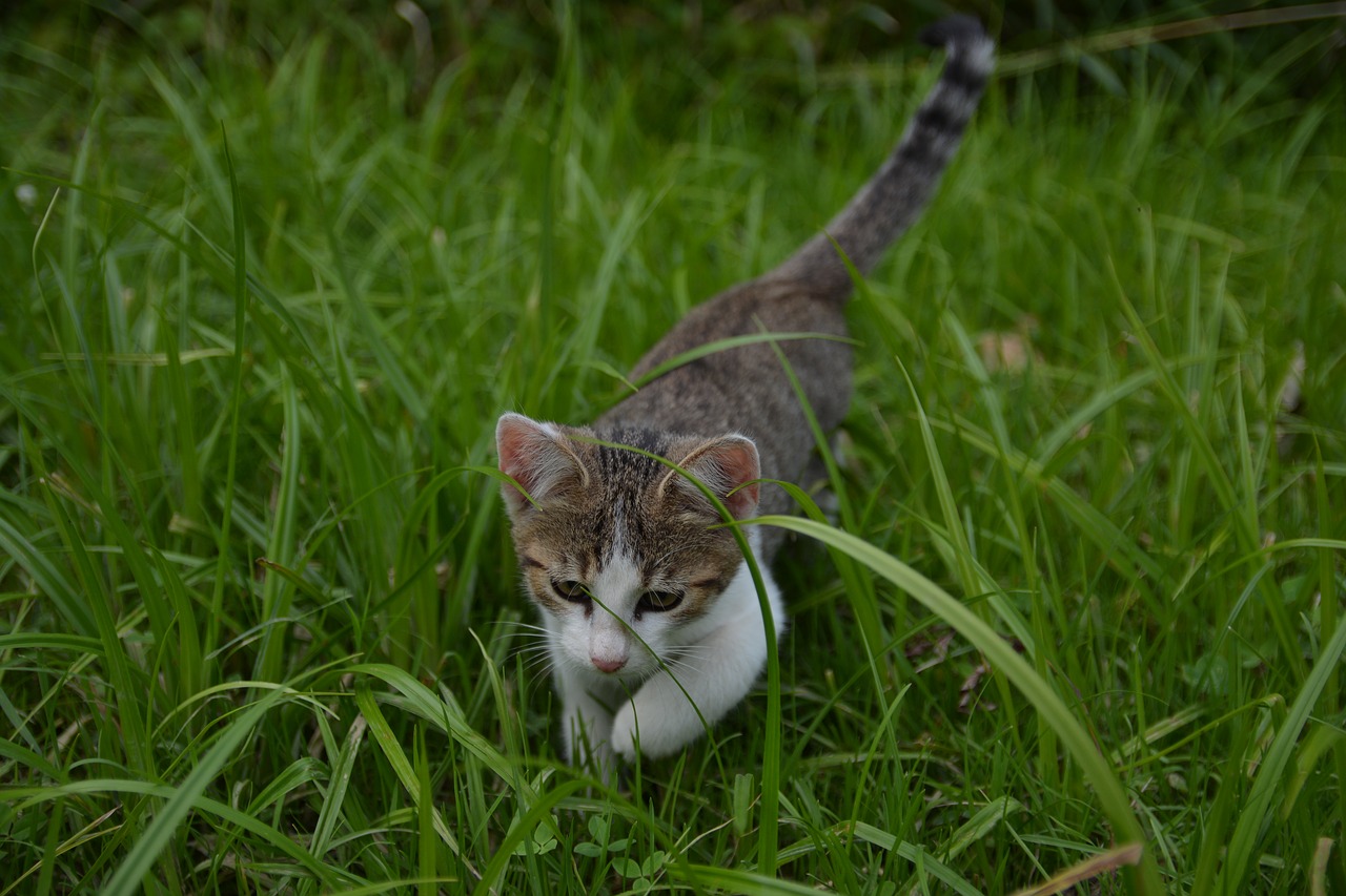 cat little kitty a young kitten free photo