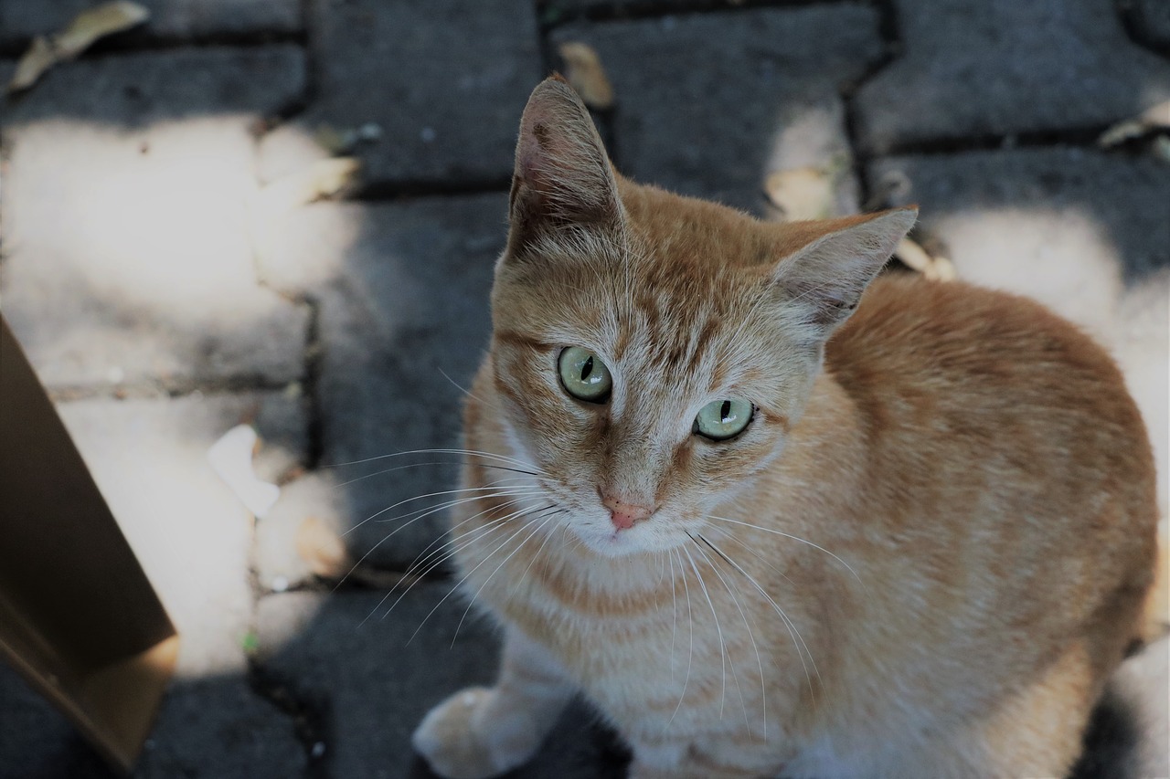 cat portrait istanbul free photo