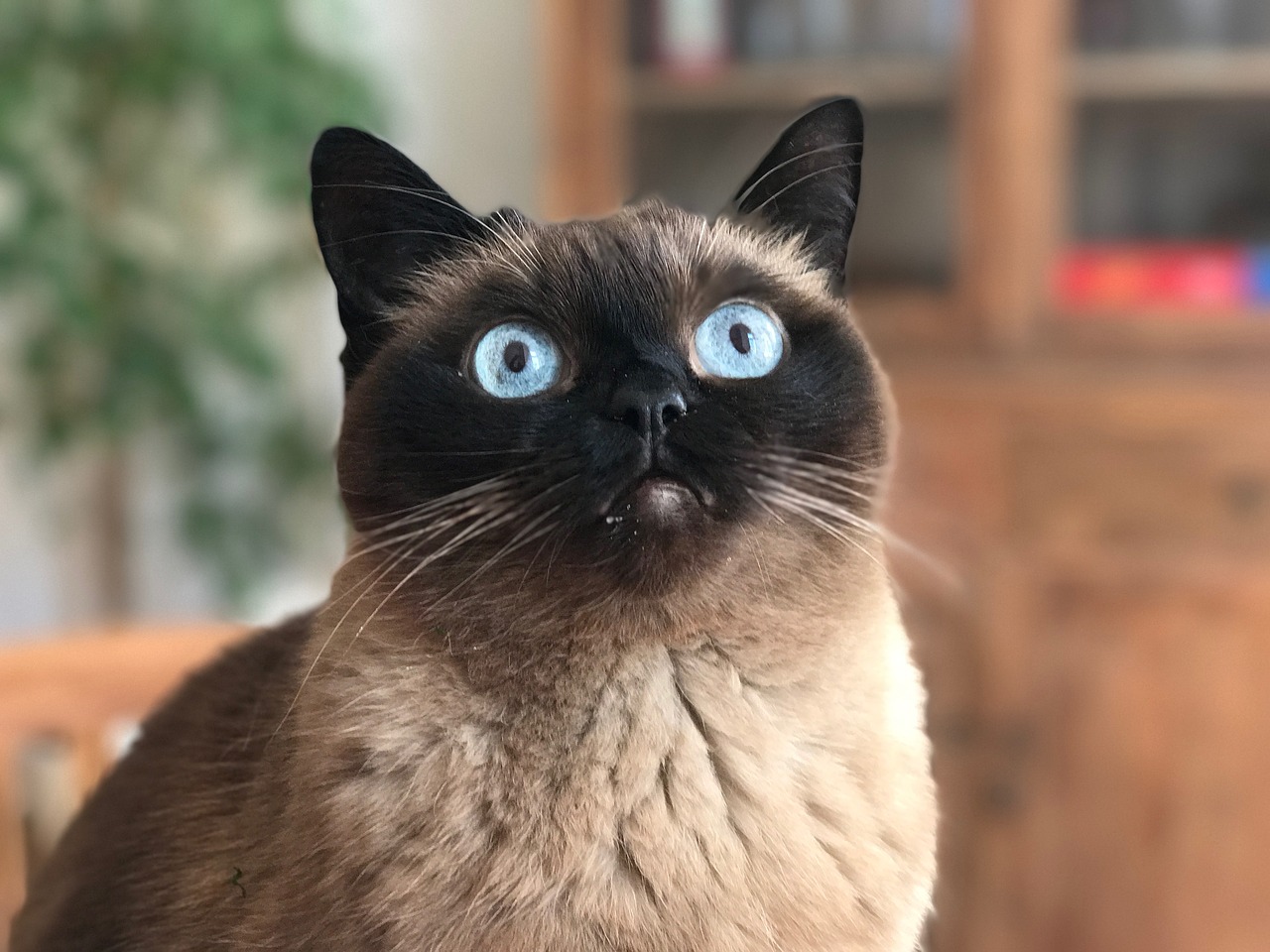 cat blue eye portrait free photo