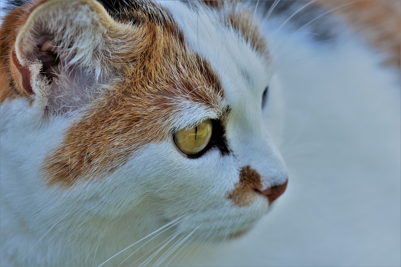 cat animal white free photo