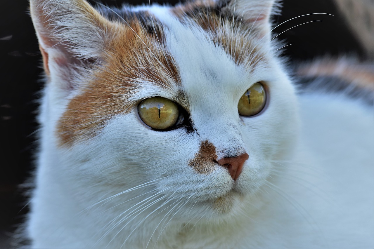 cat animal white free photo