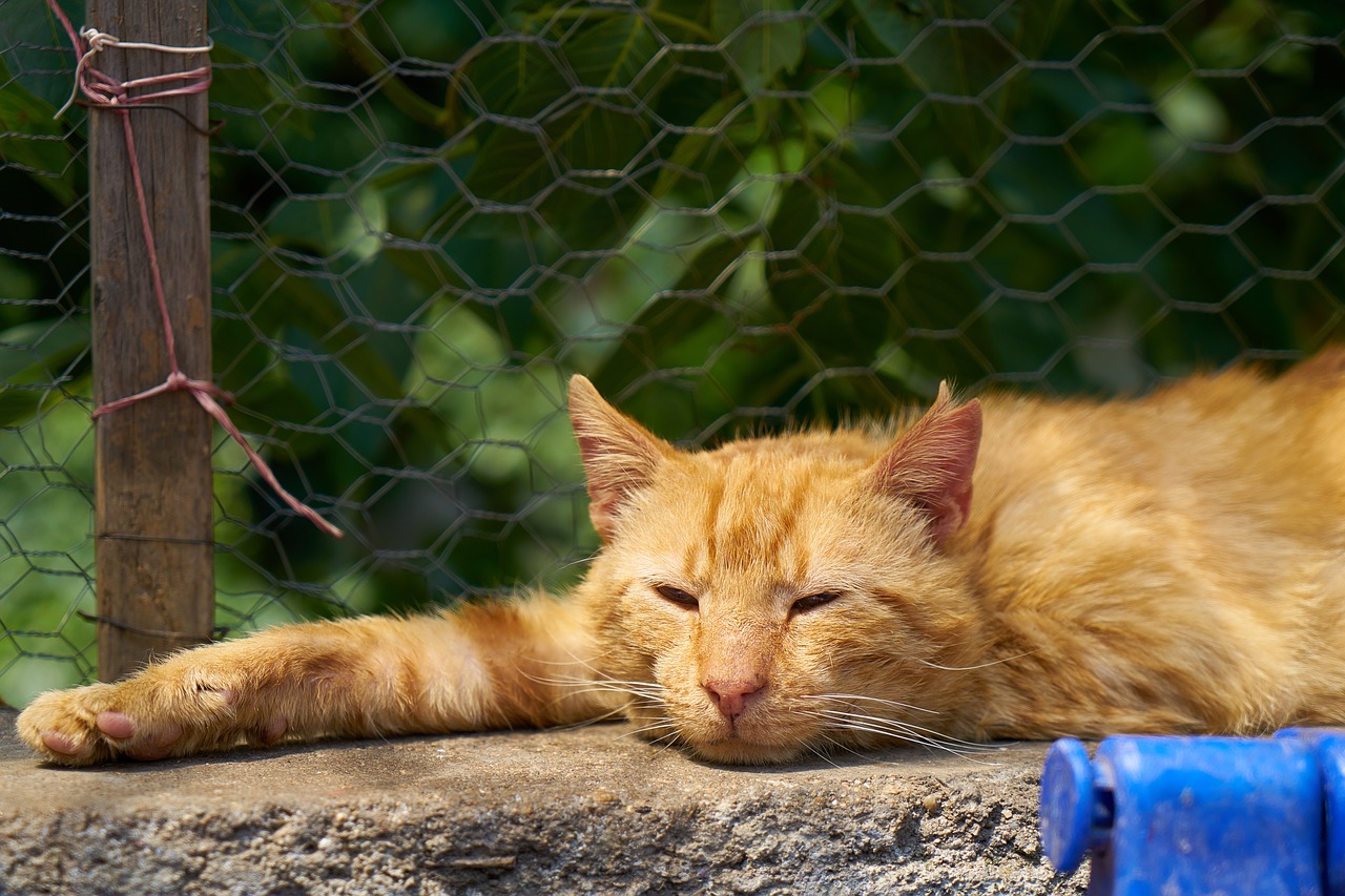 cat animal yellow free photo