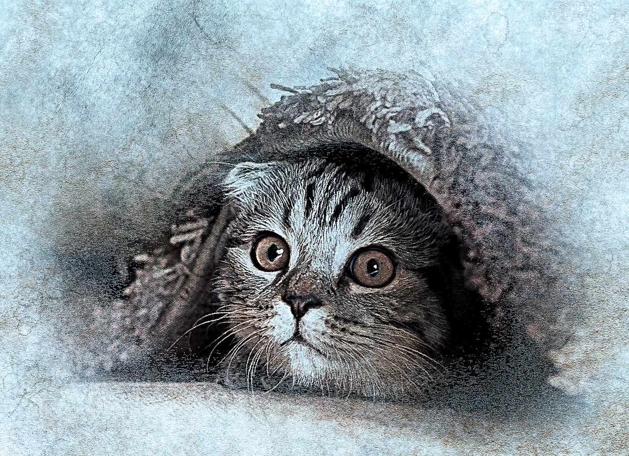 cat pet art free photo