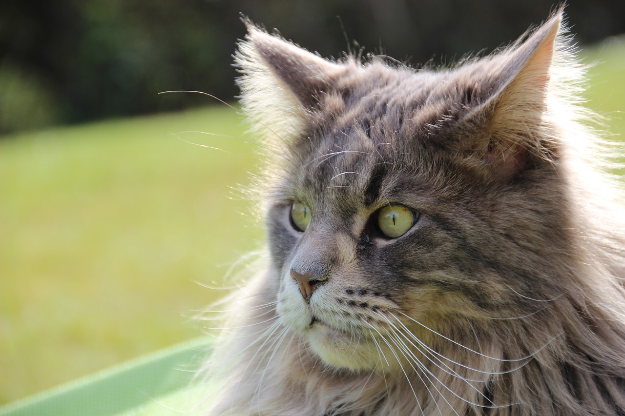 cat maine coon pet free photo