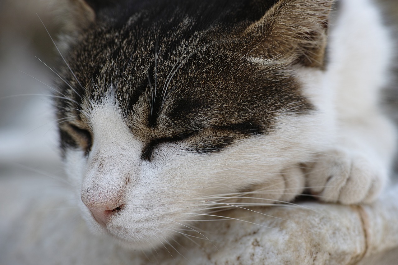 cat sleep tired free photo