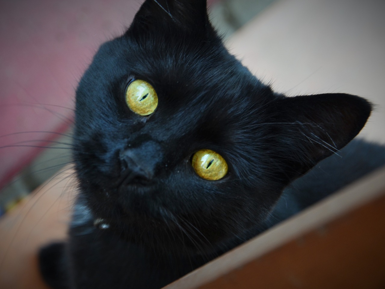 cat eyes black free photo