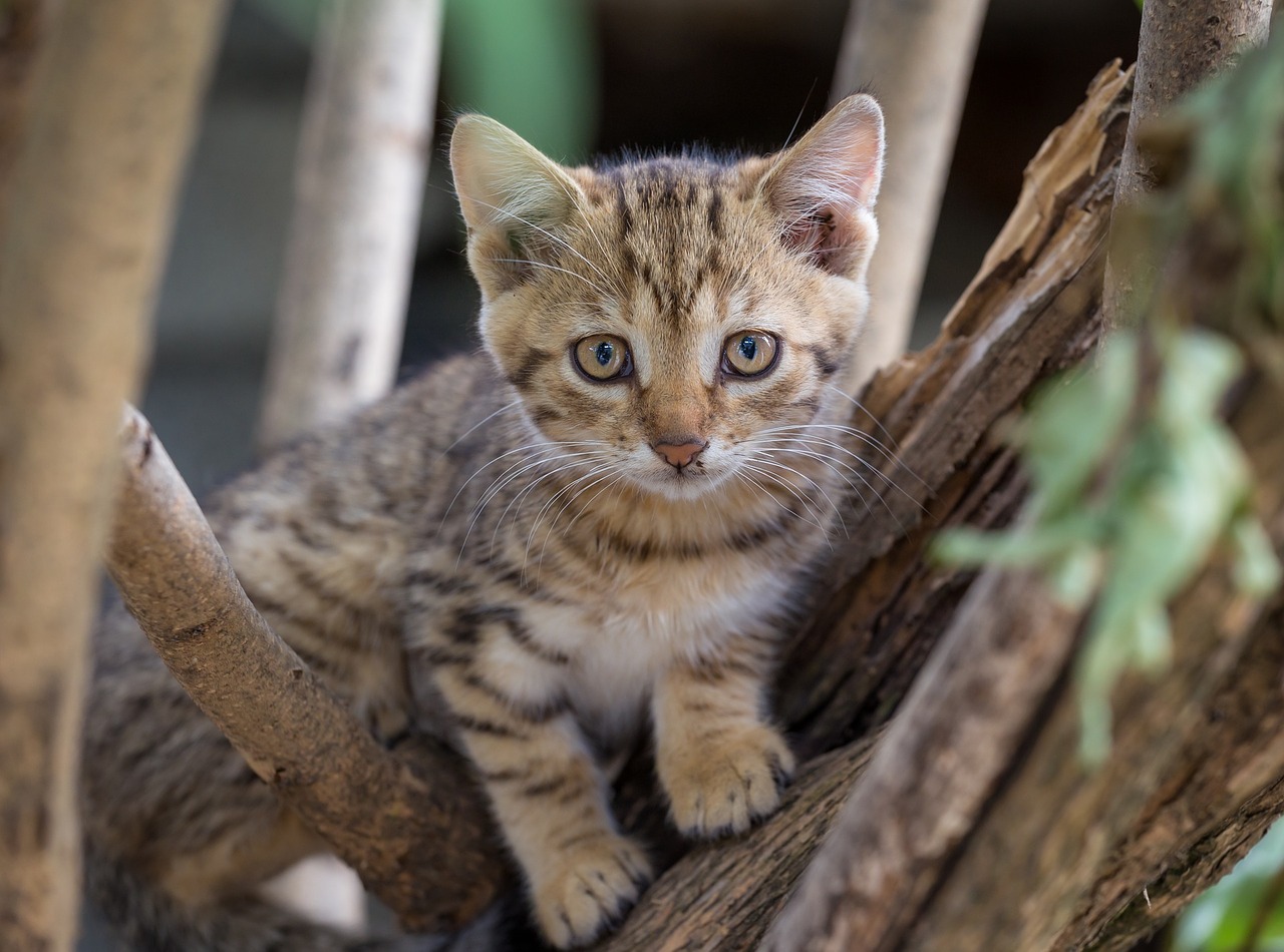 cat kitten animal free photo