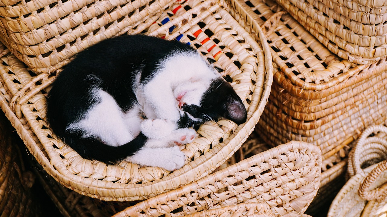 cat kitten sleep free photo