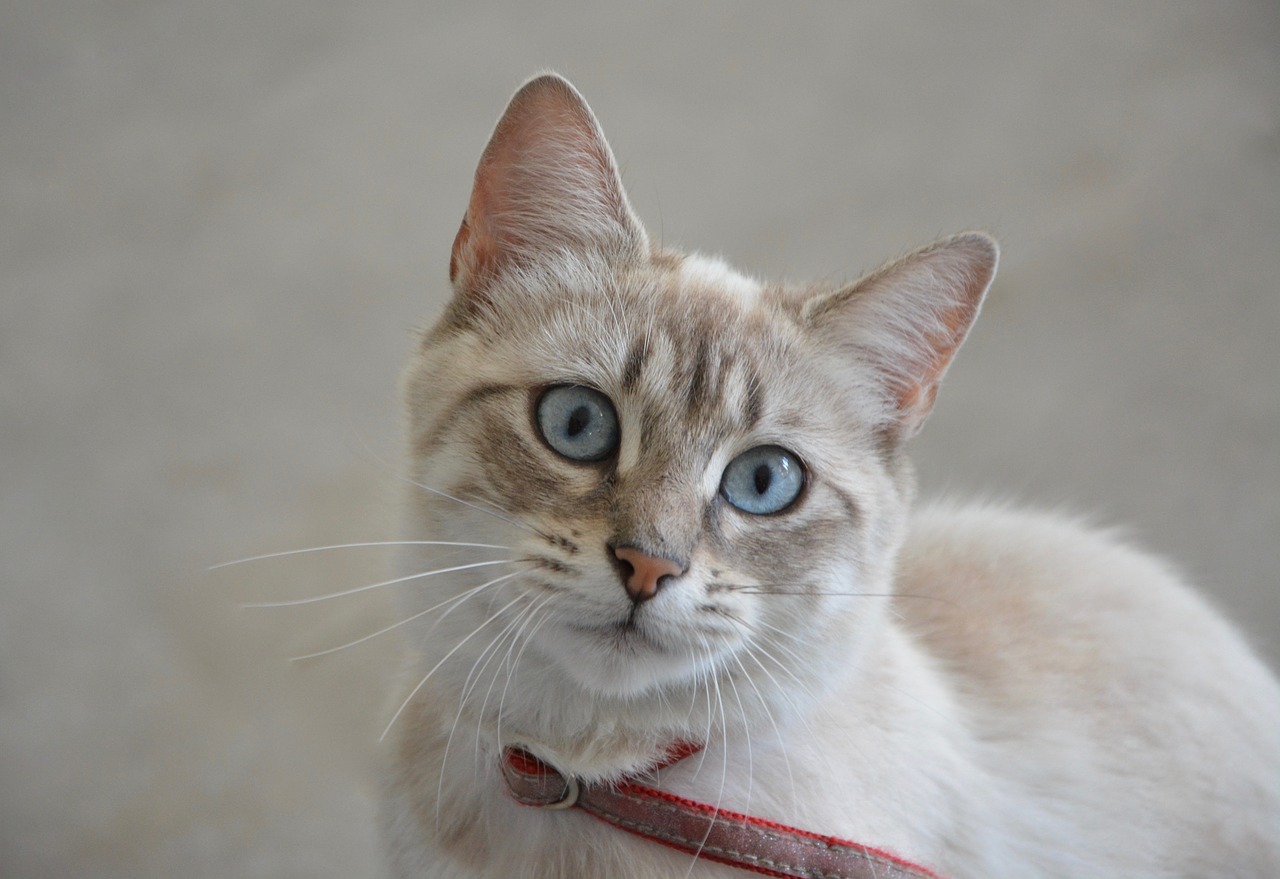 Cat,pussy,look,blue eyes,domestic animal - free image from needpix.com