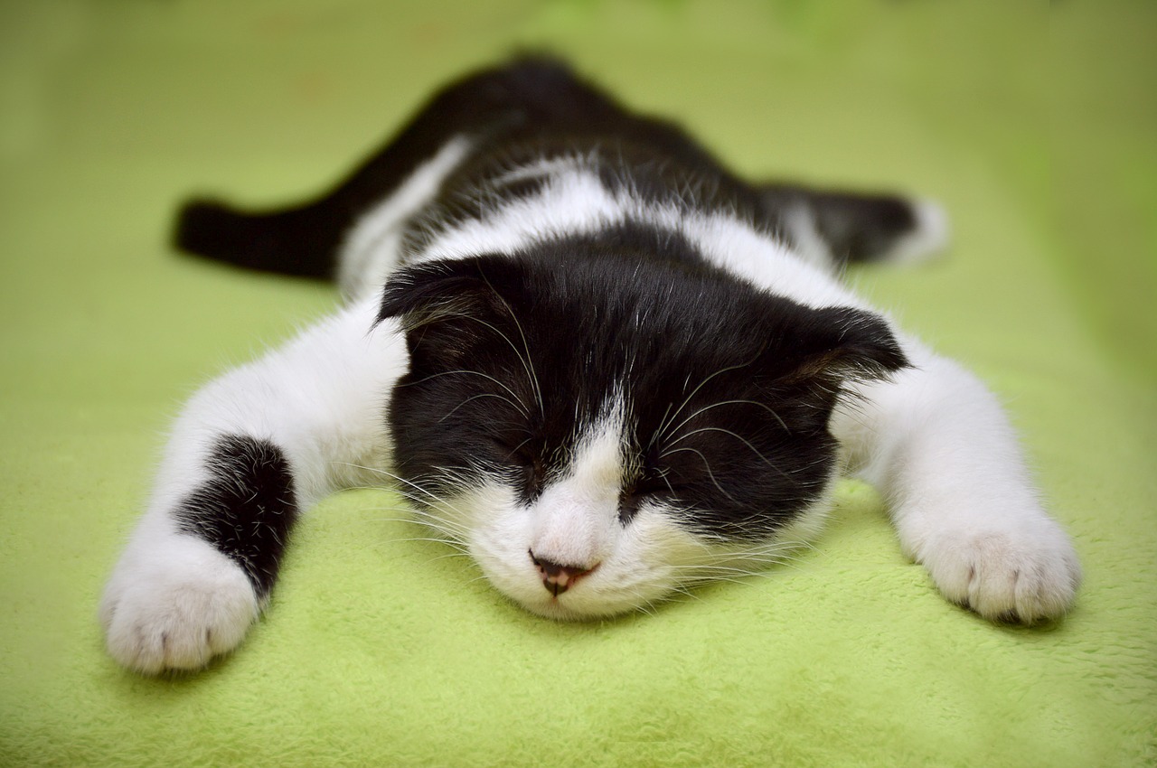 cat dream cat resting free photo