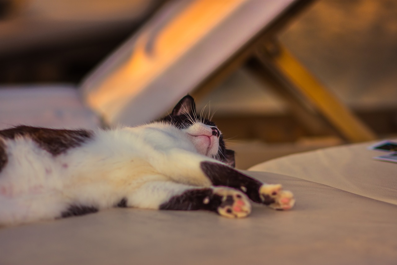 cat tired sleeping free photo