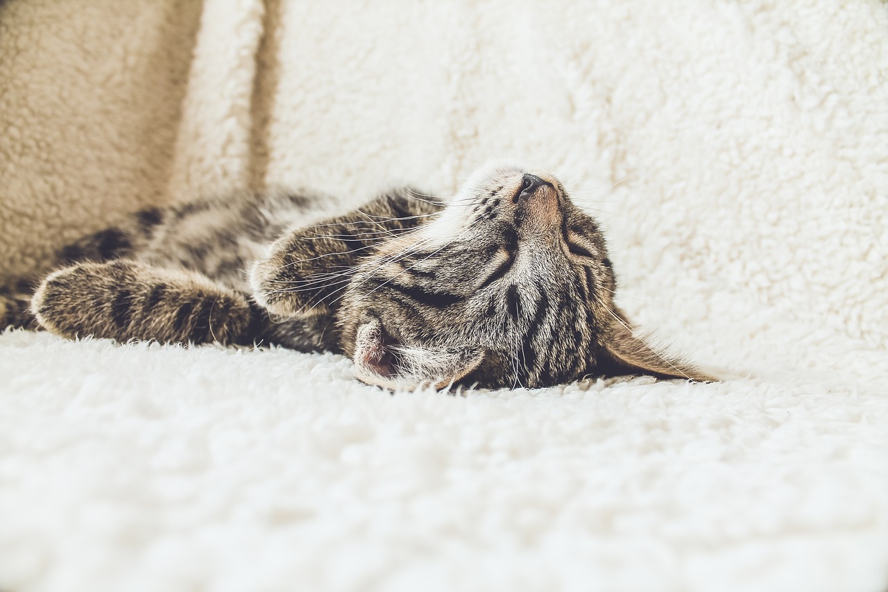 cat sleeping tired free photo