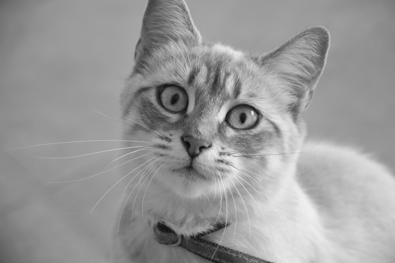 cat black and white photo cat eyes free photo