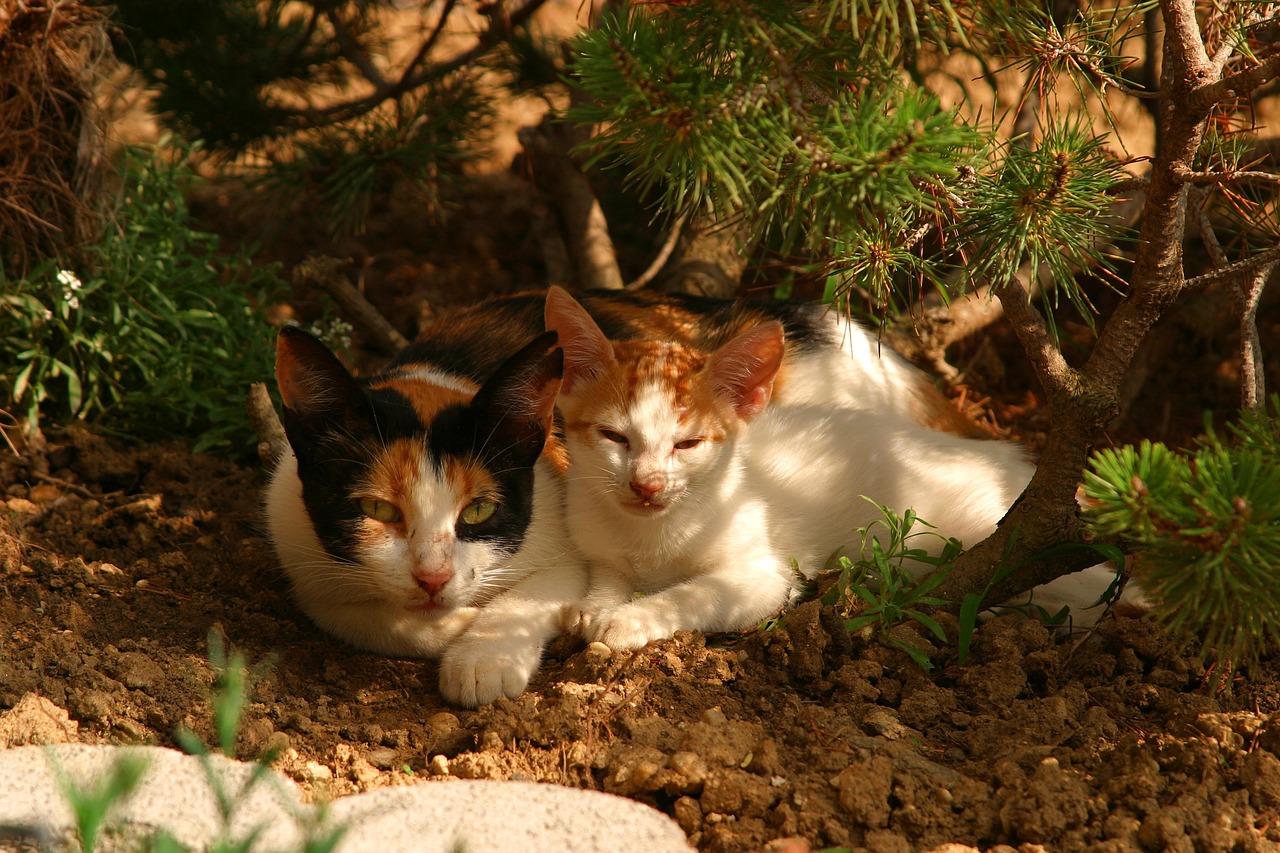 cat animals young cat free photo