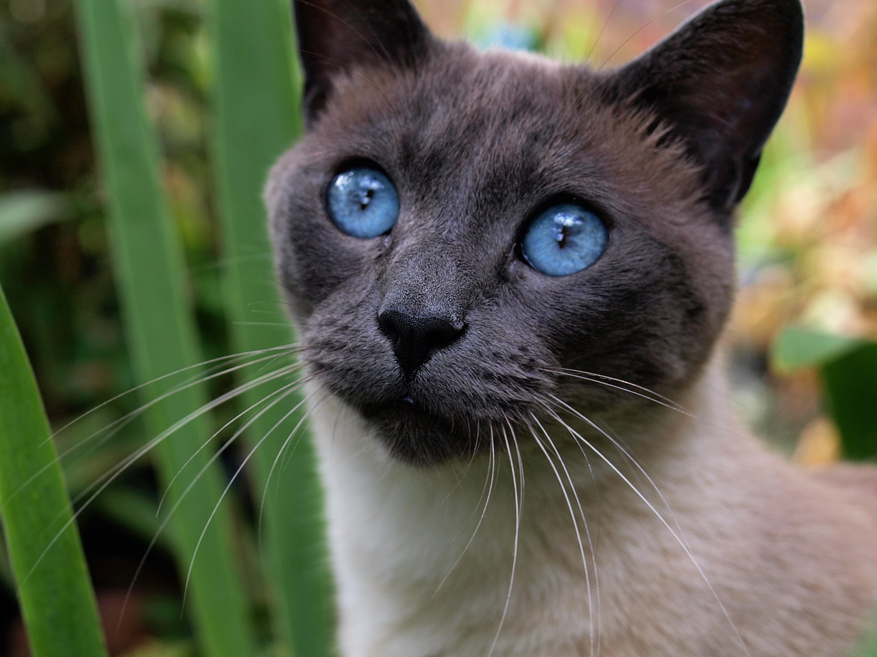 cat siamese pet free photo