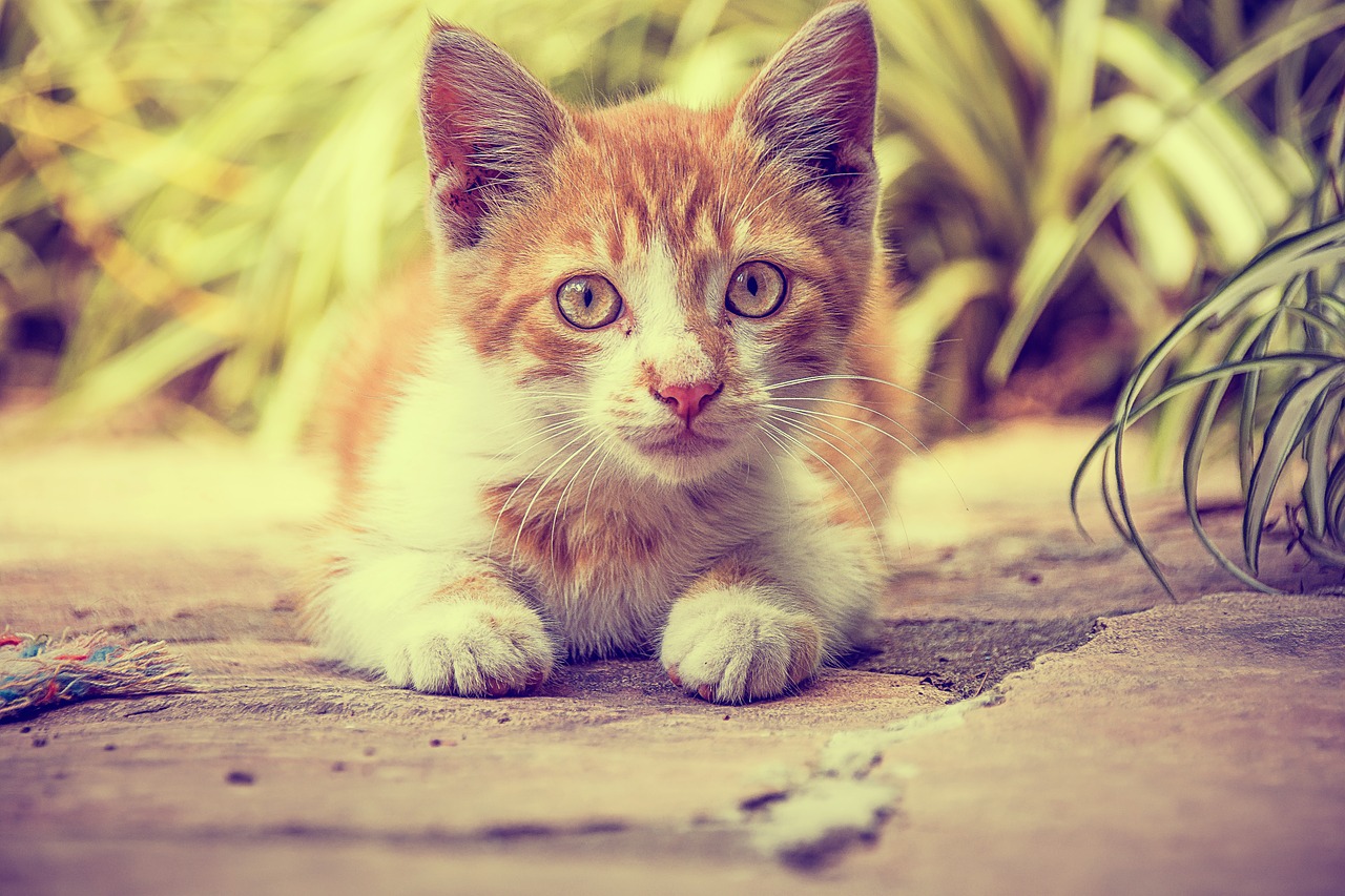 cat pet animals free photo