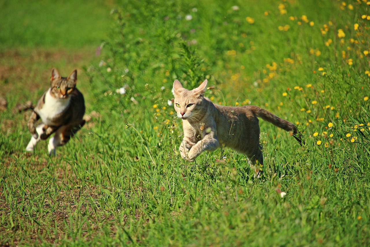 cat kitten hunting free photo