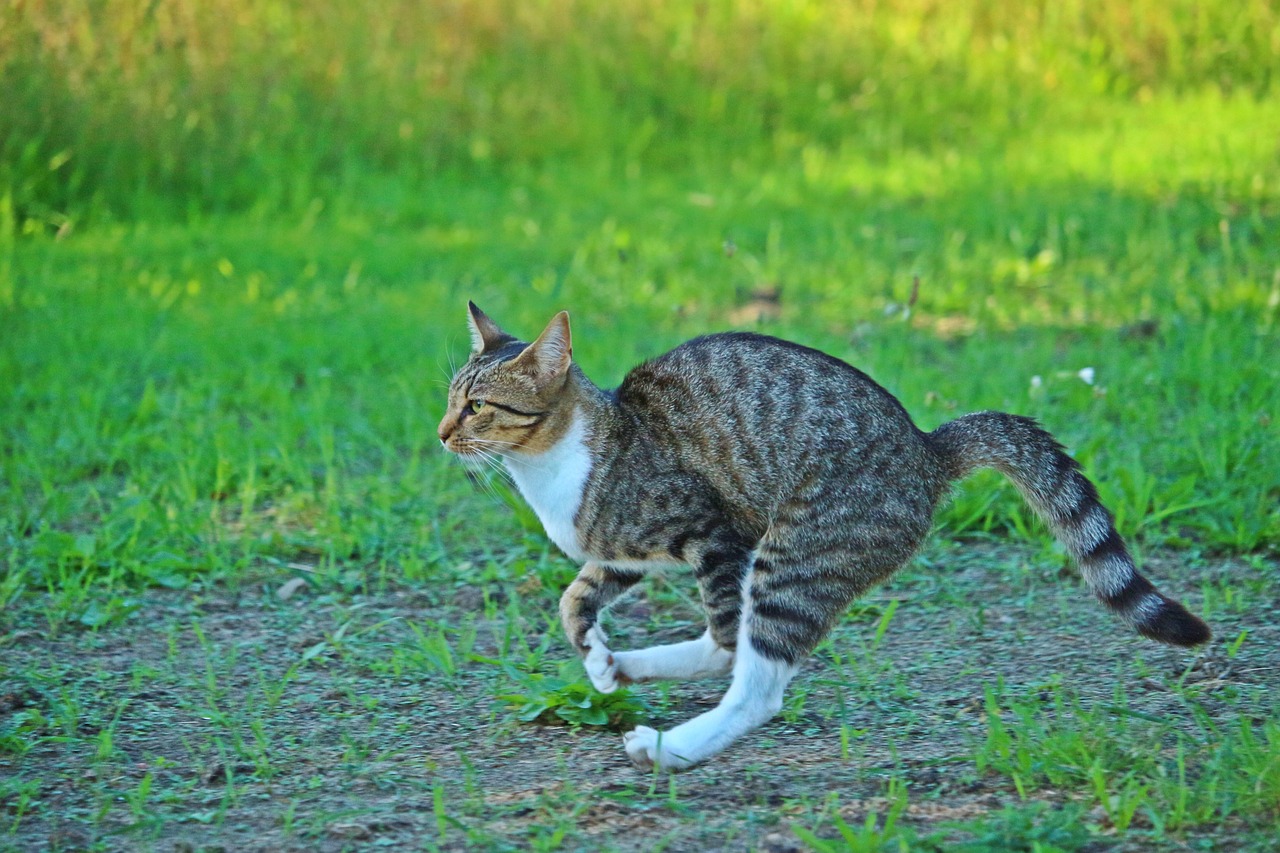 cat tiger cat mackerel free photo