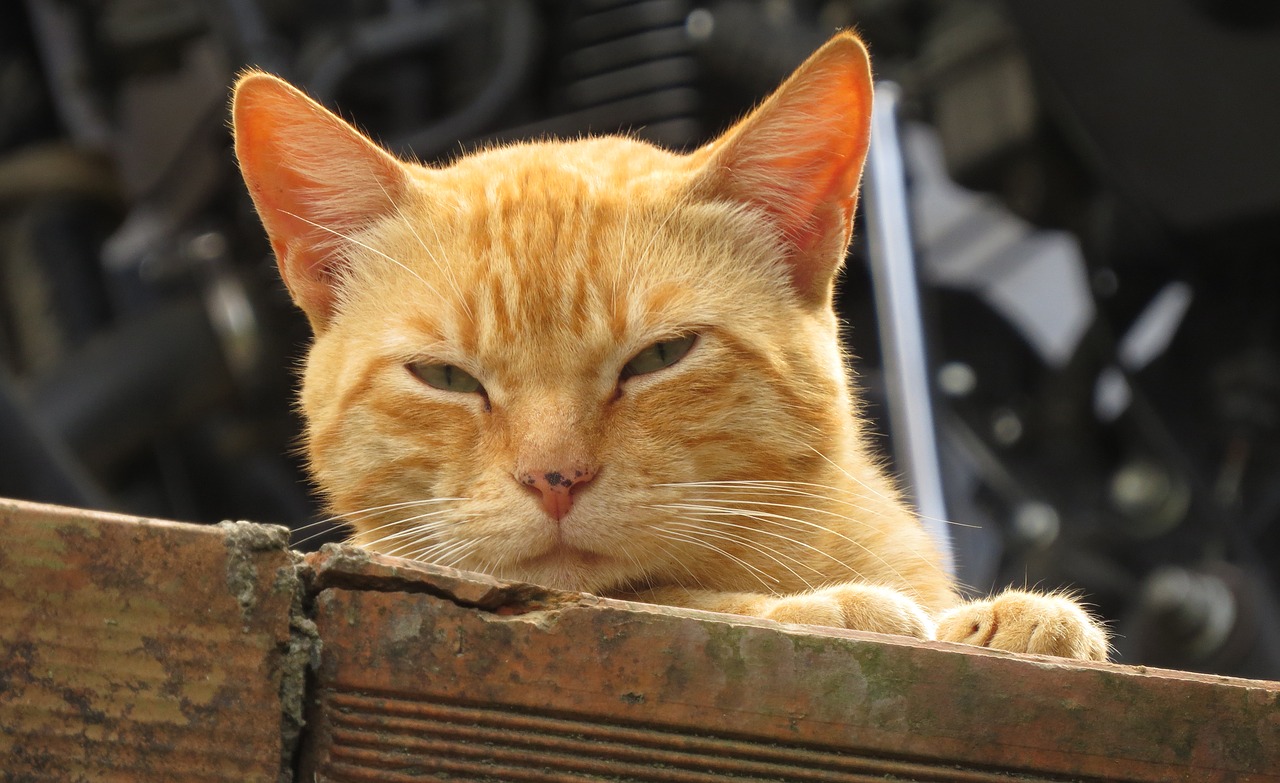 cat silhouette feline free photo