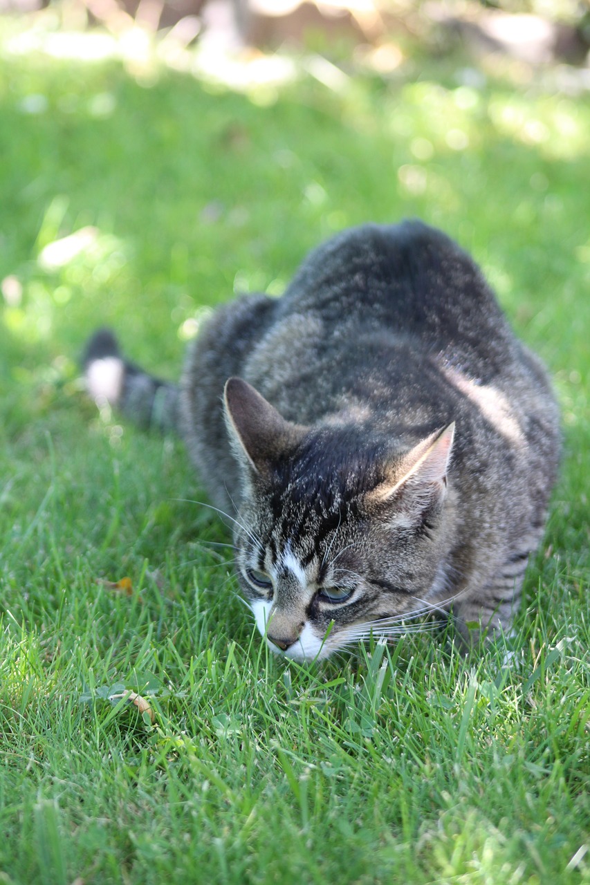 cat grey lurking free photo