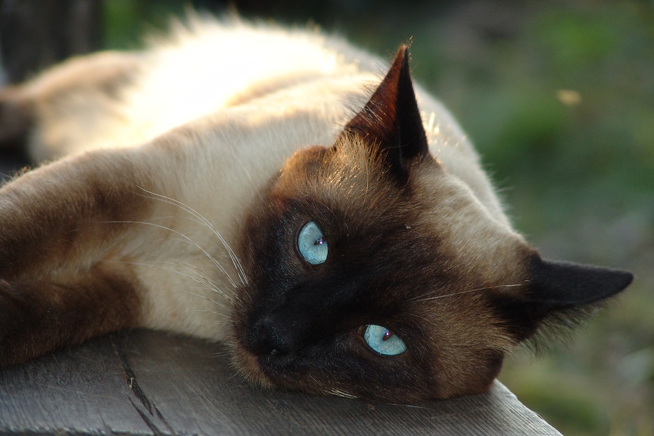 cat siamese pet free photo