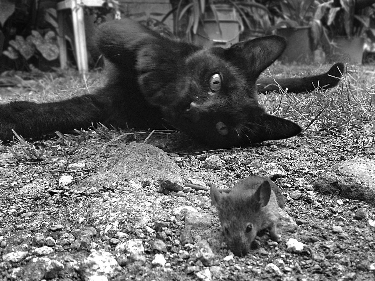 cat rat animals free photo