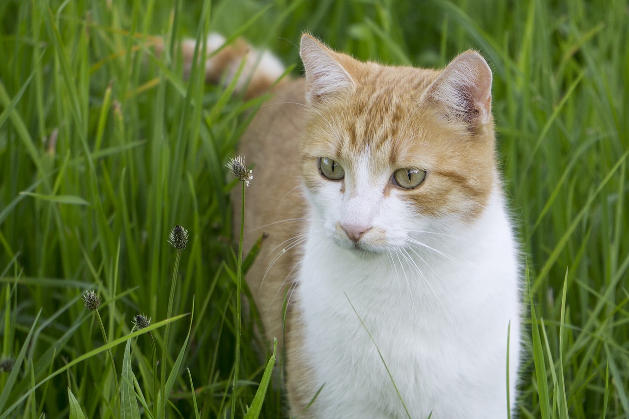 cat cat in the grass cat blows through the grass free photo