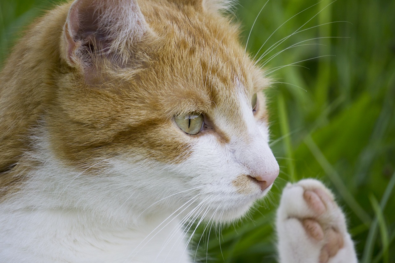 cat cat greets cat in the grass free photo