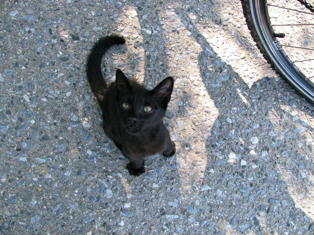cat kitty kitten free photo