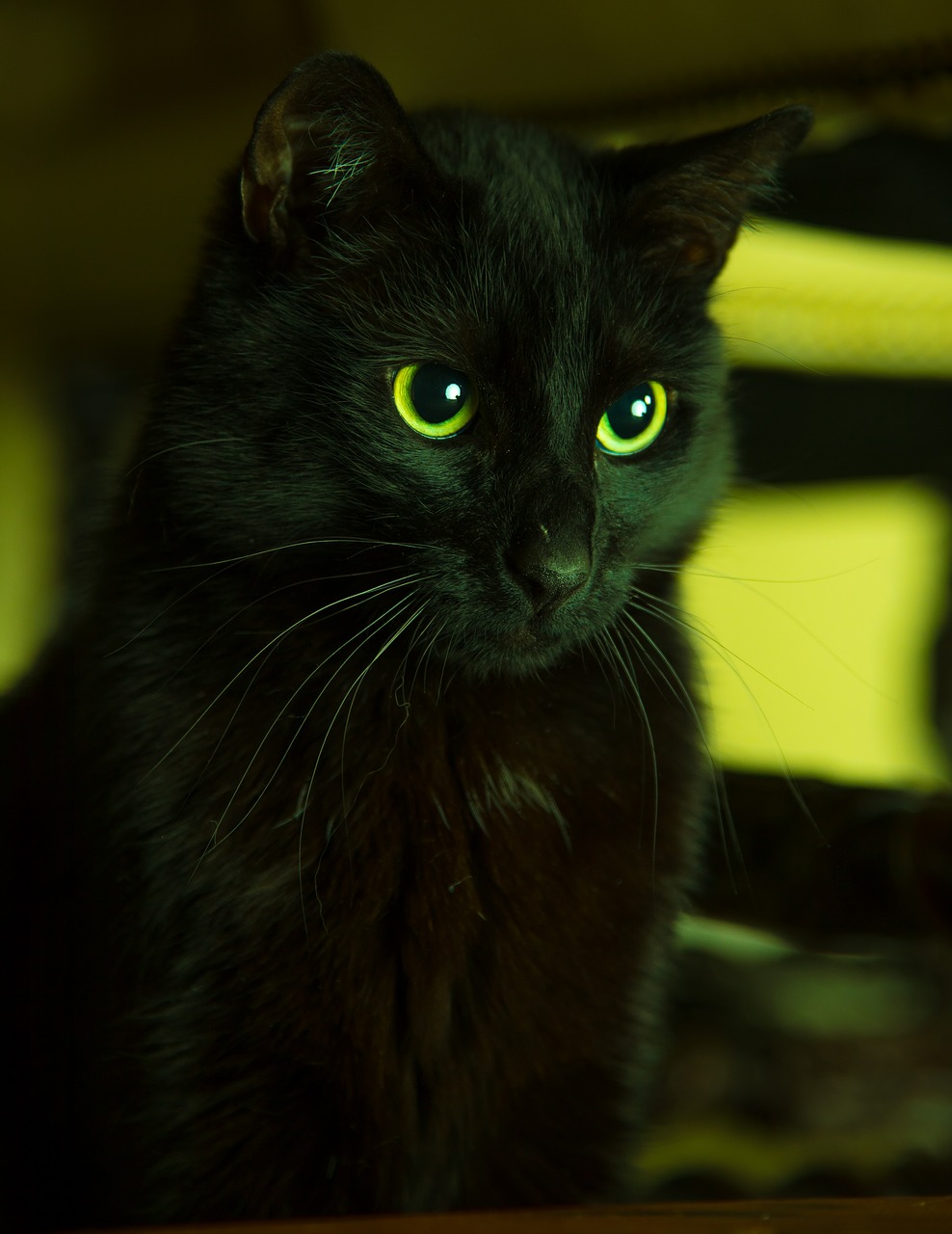 cat black pet free photo