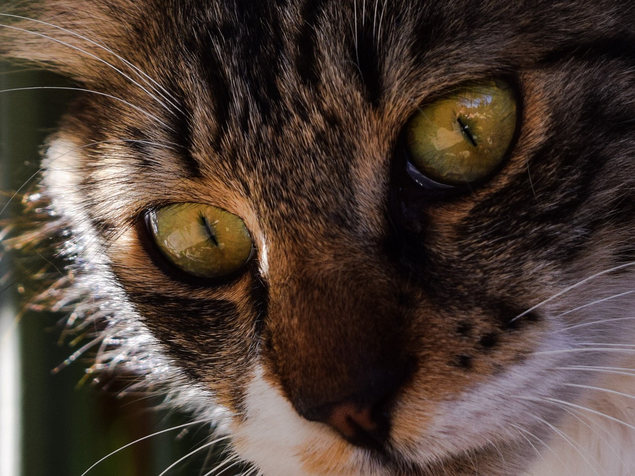 cat eyes animal free photo