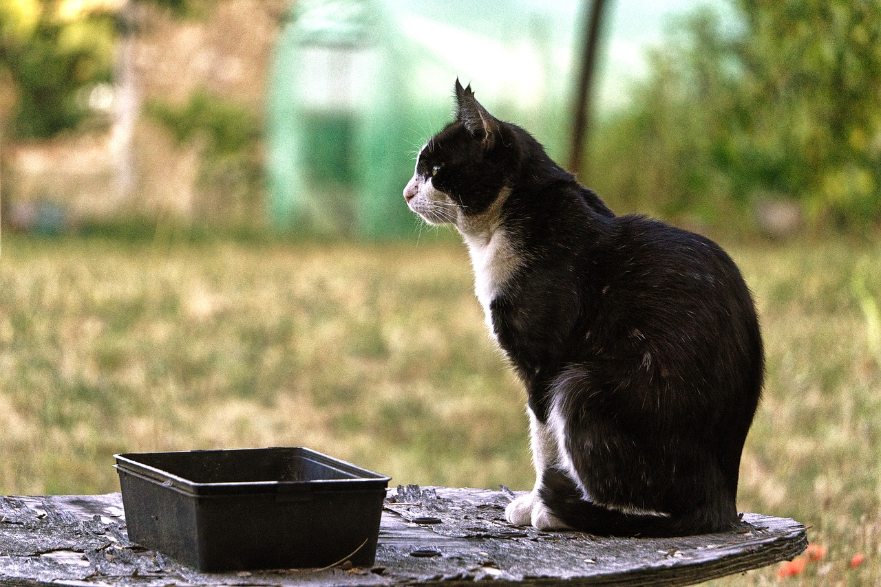 cat garden domestic animal free photo