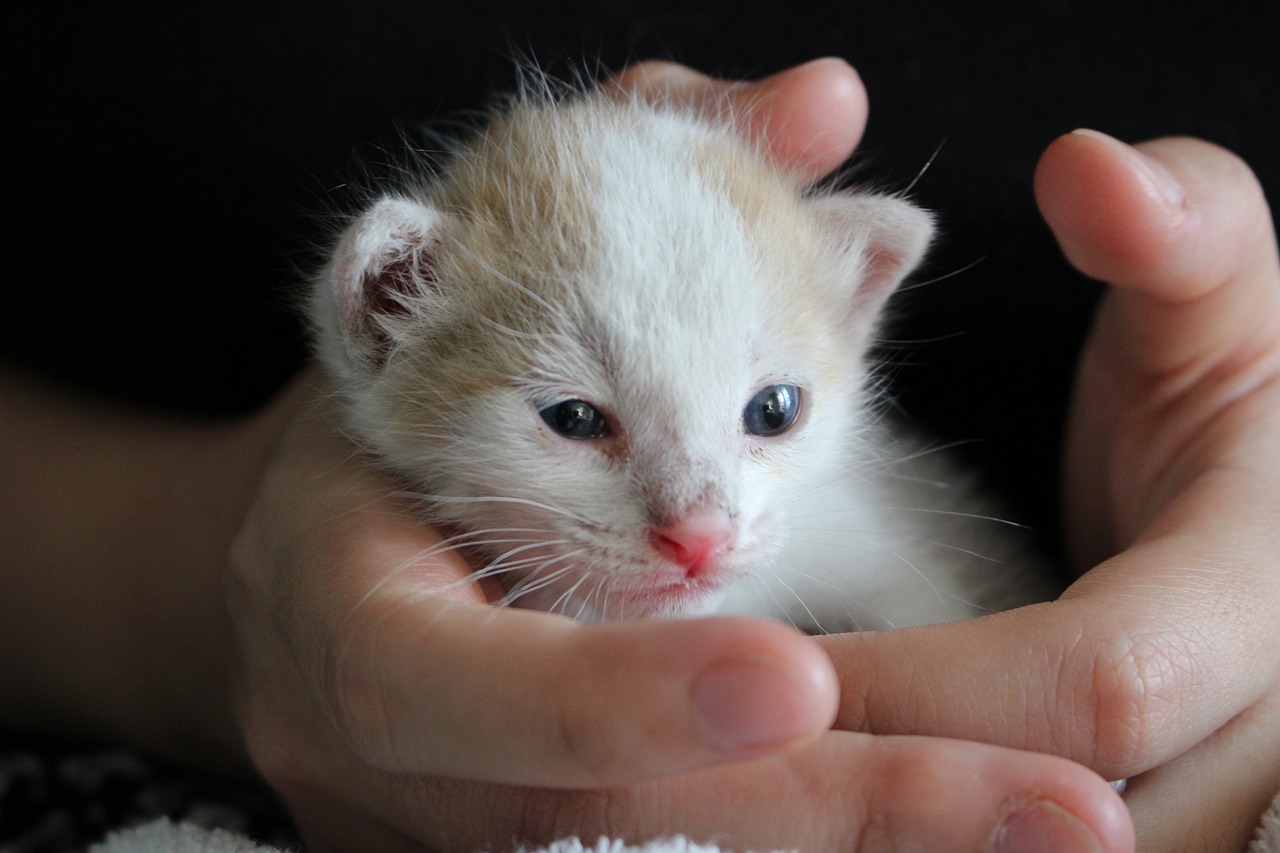 cat baby cats no poker free photo