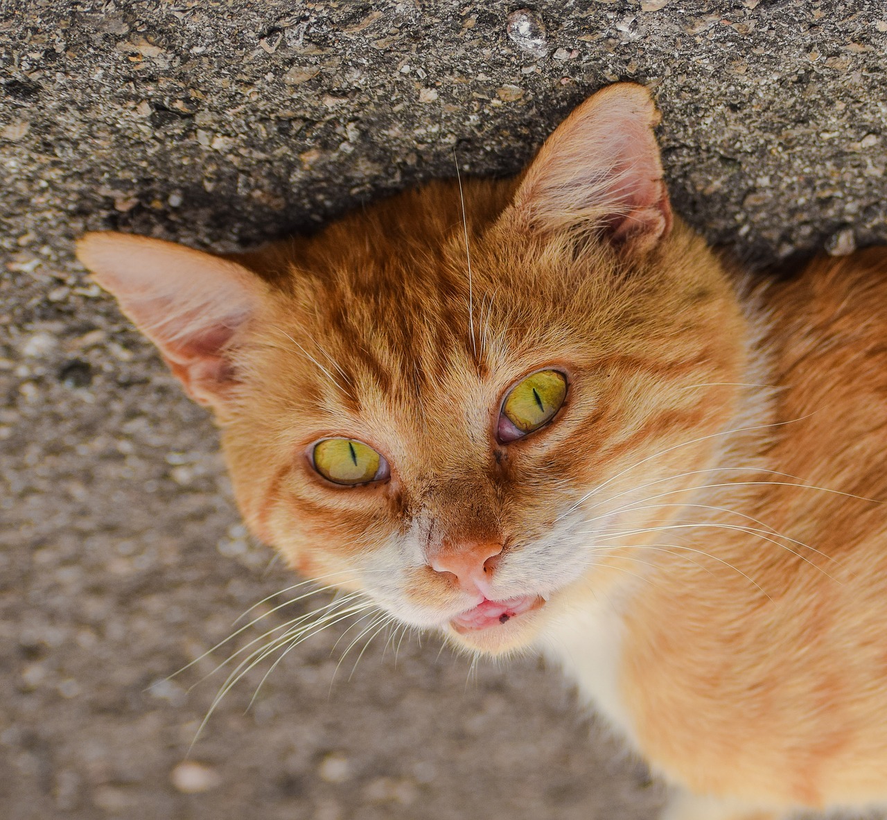 cat yellow summer free photo