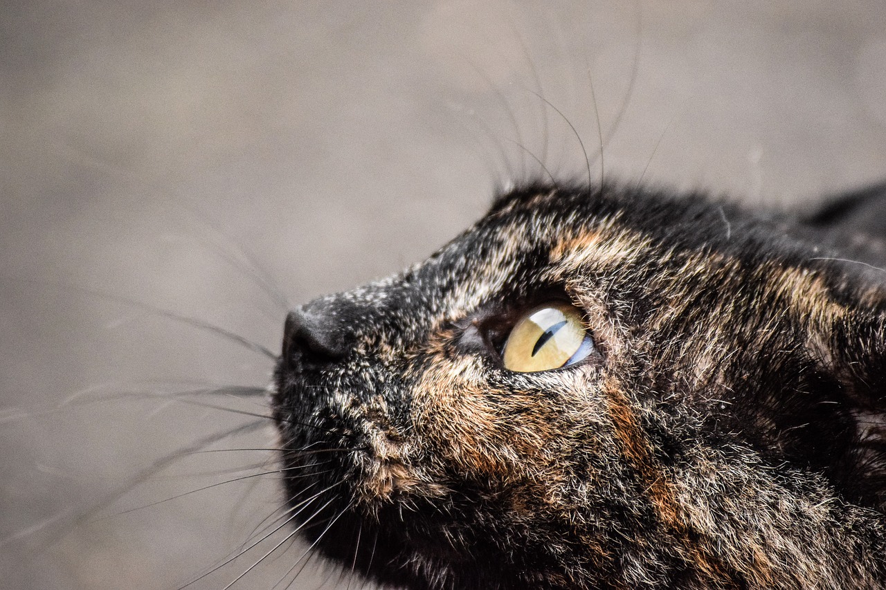 cat eyes summer free photo