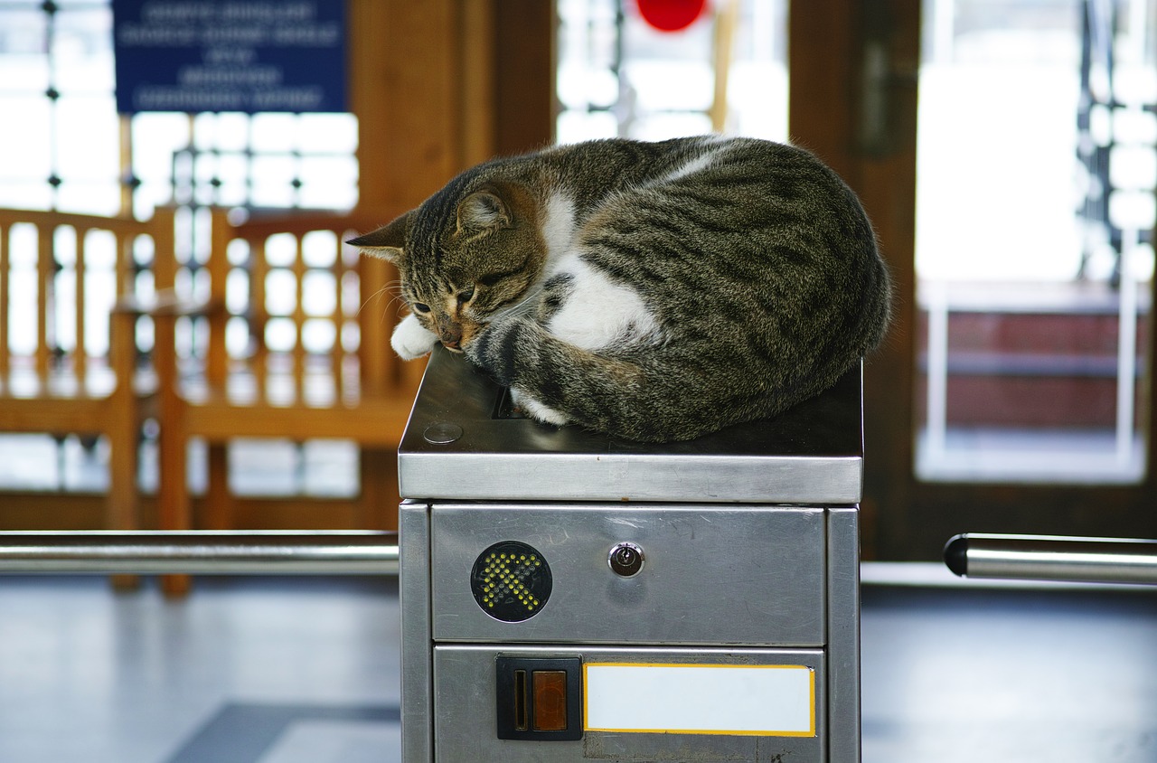 cat subway funny free photo