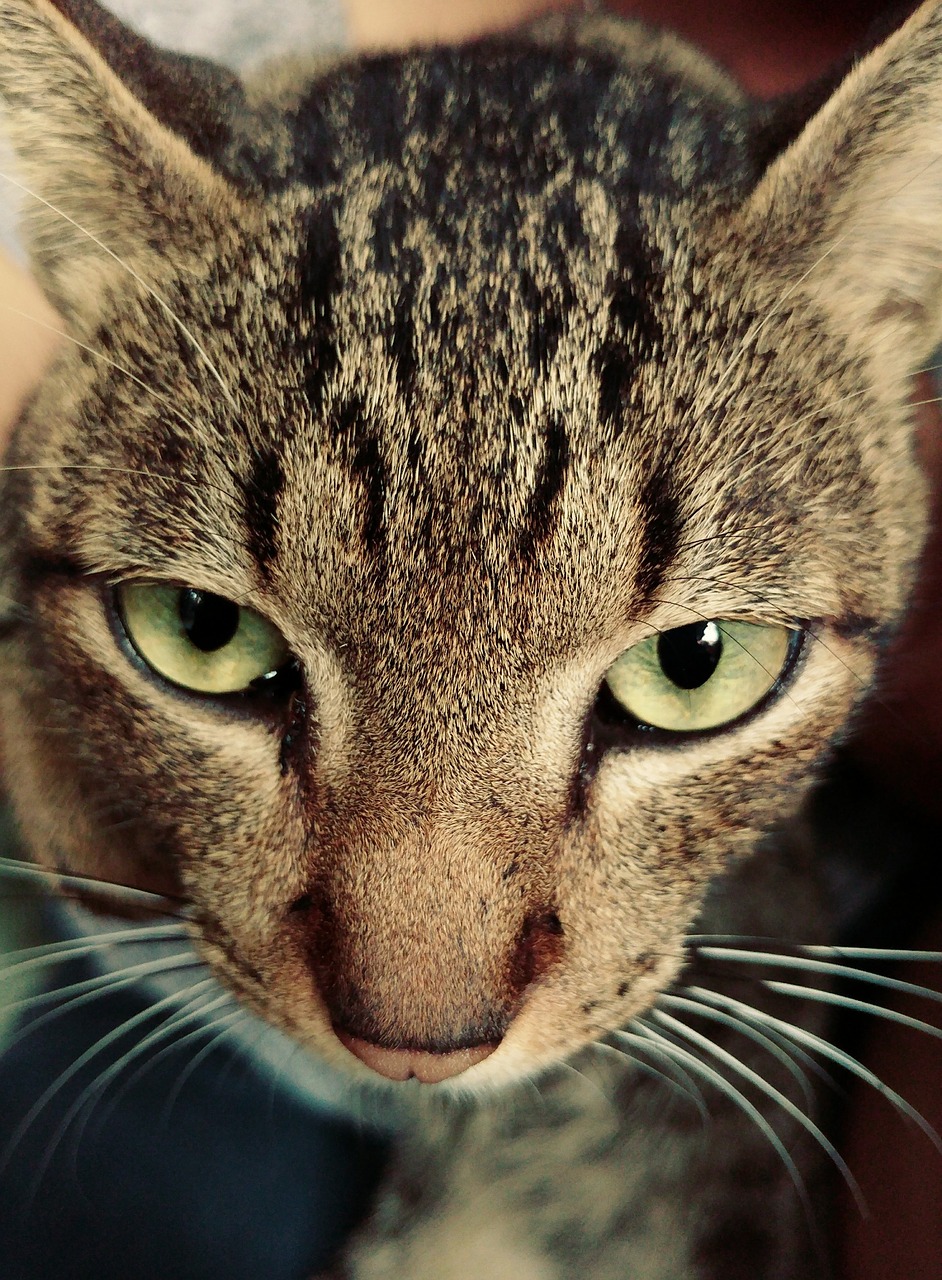 cat eyes whiskers free photo