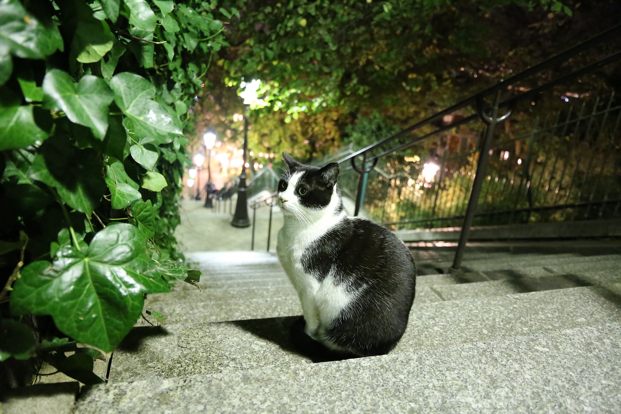 cat stairs paris free photo