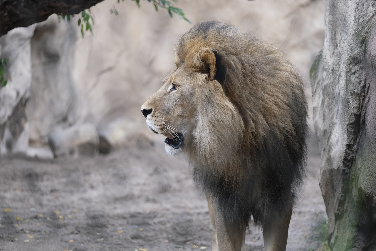 cat lion roar free photo