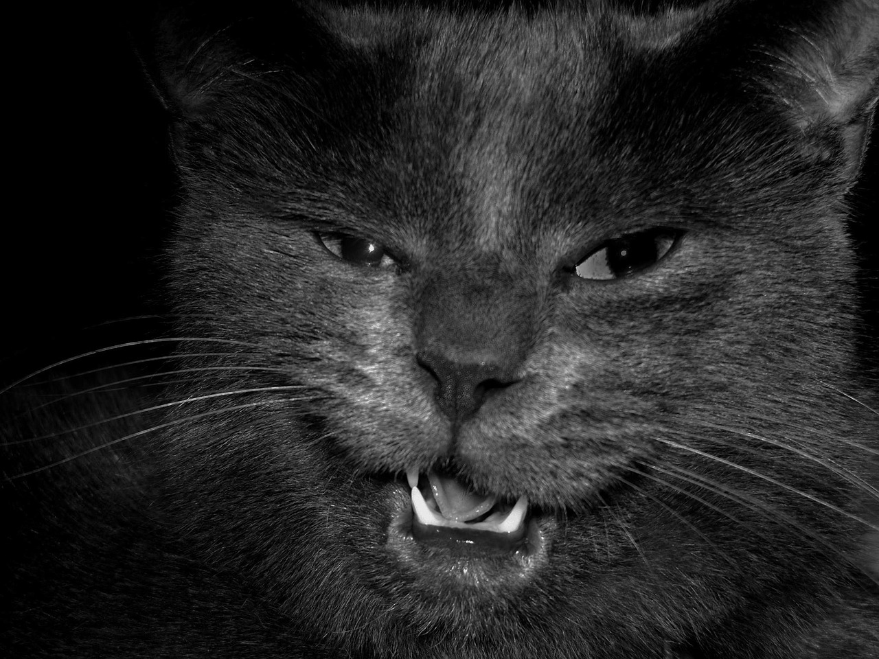 cat animal teeth free photo