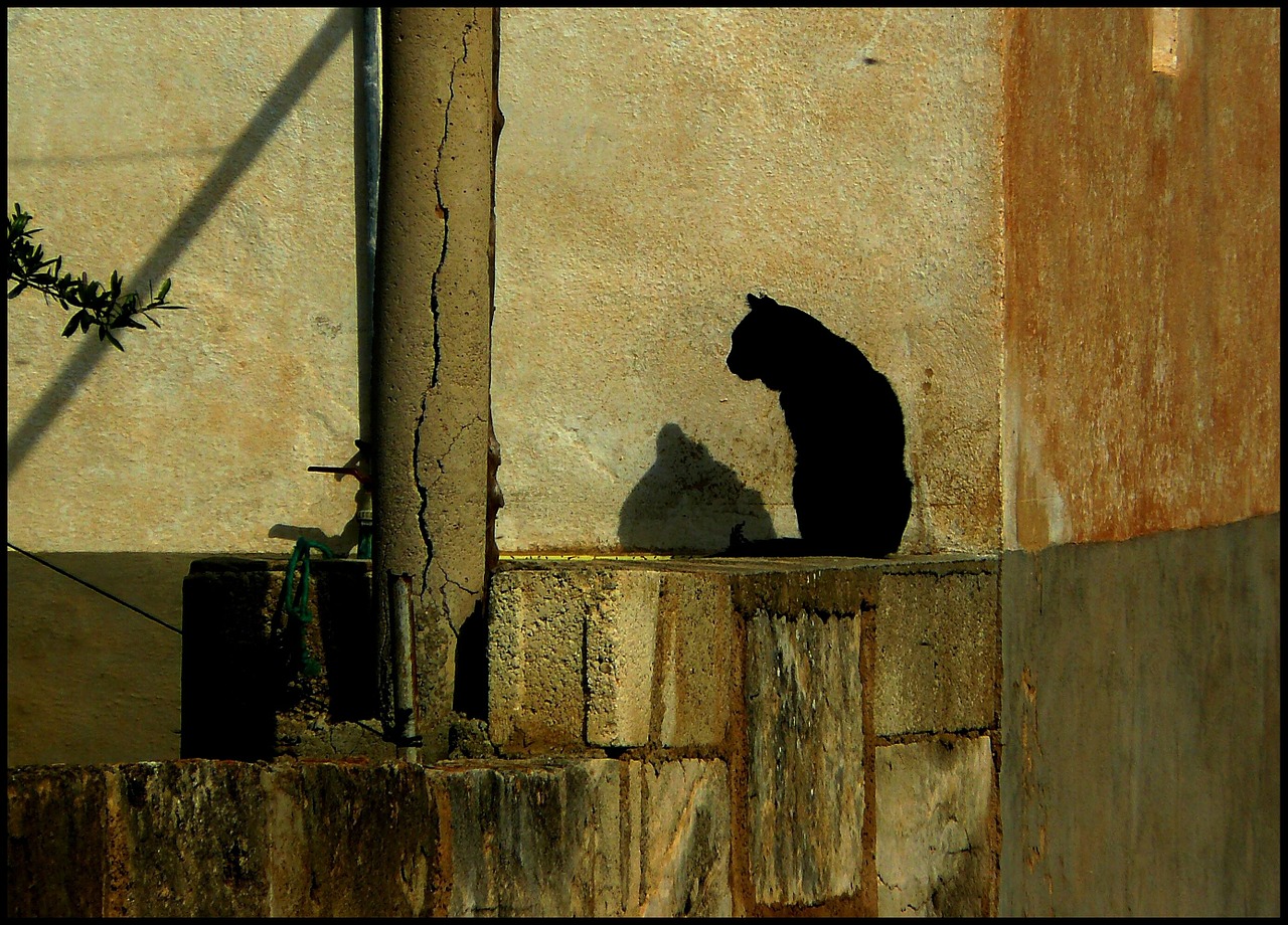 cat black cat domestic cat free photo