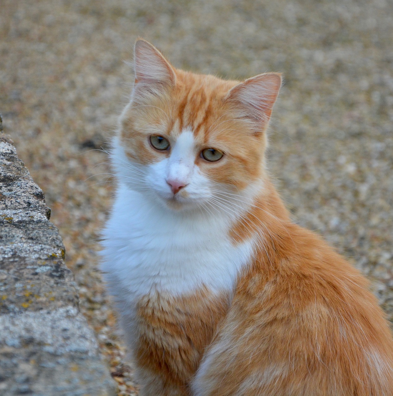 Рыжие породы кошек с фотографиями. Турецкий Ван короткошерстный рыже белый. Метис кот рыжий с белым. Анатолийская короткошерстная кошка рыжая. Турецкий Ван рыжий гладкошерстный.