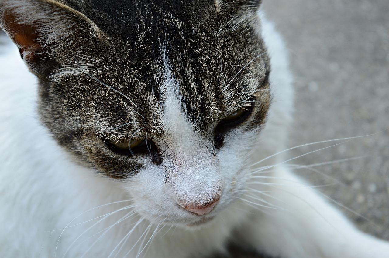 cat kitten domestic cat free photo